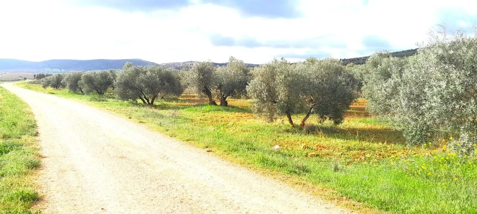 Rural land for sale in Valdepeñas, imagen 5