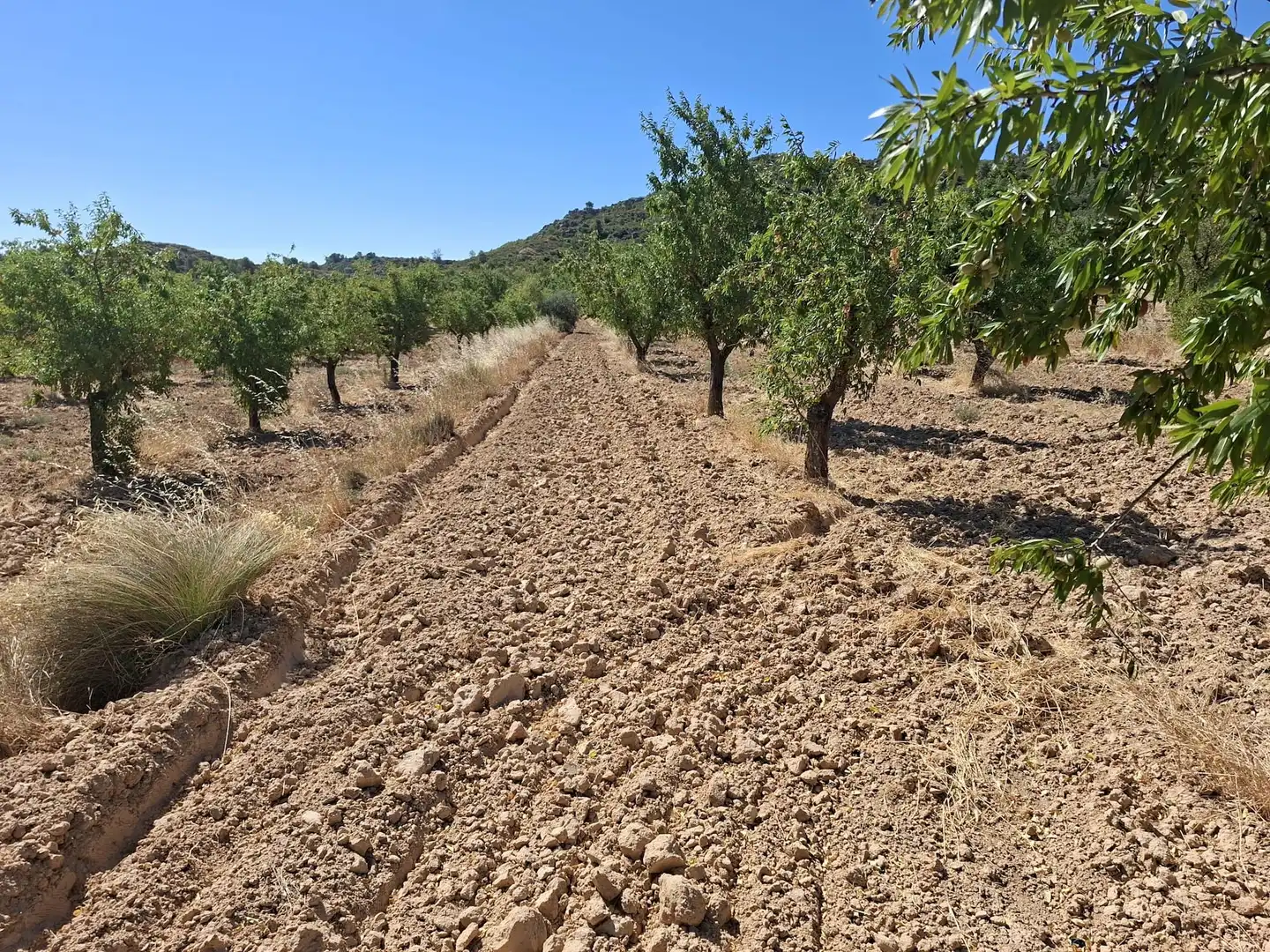 Terreno en venta en Maella