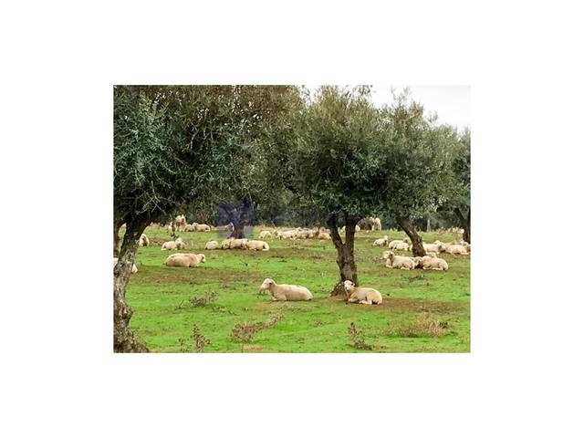 Casa-chalet en Venta en Trujillo