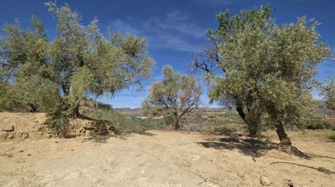 FINCA DE REGADÍO EN SALERES, immagine 2