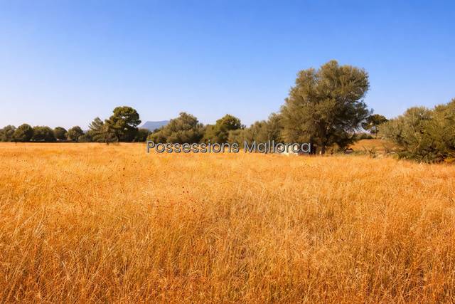 Terreno residencial en Venta en Porto Pi