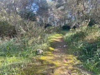Rural land for sale in Sant Llorenç des Cardassar, imagen 5