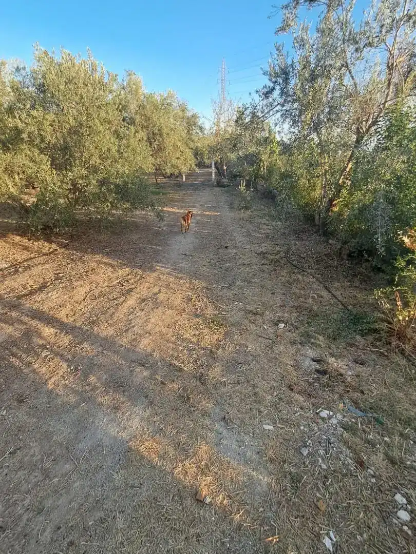 Casa o xalet en venda en Albolote amb Aire condicionat, Jardí privat i Traster