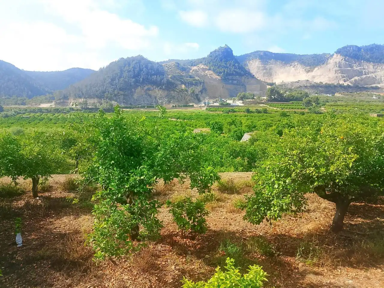Land for sale in L'Atzúbia