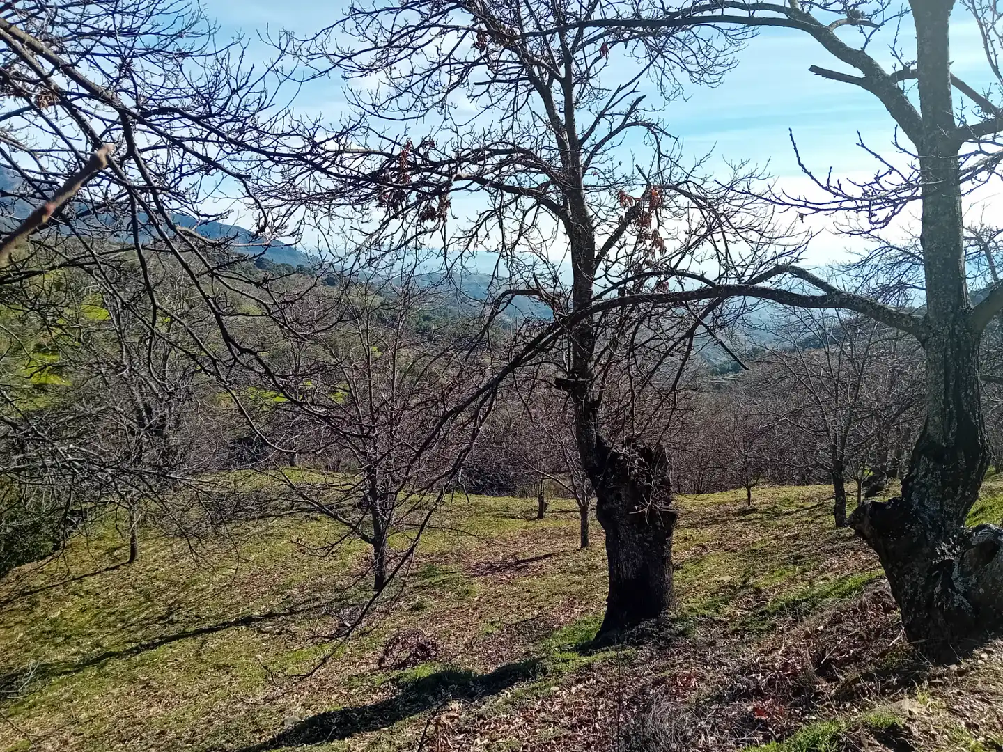 Land for sale in Yunquera