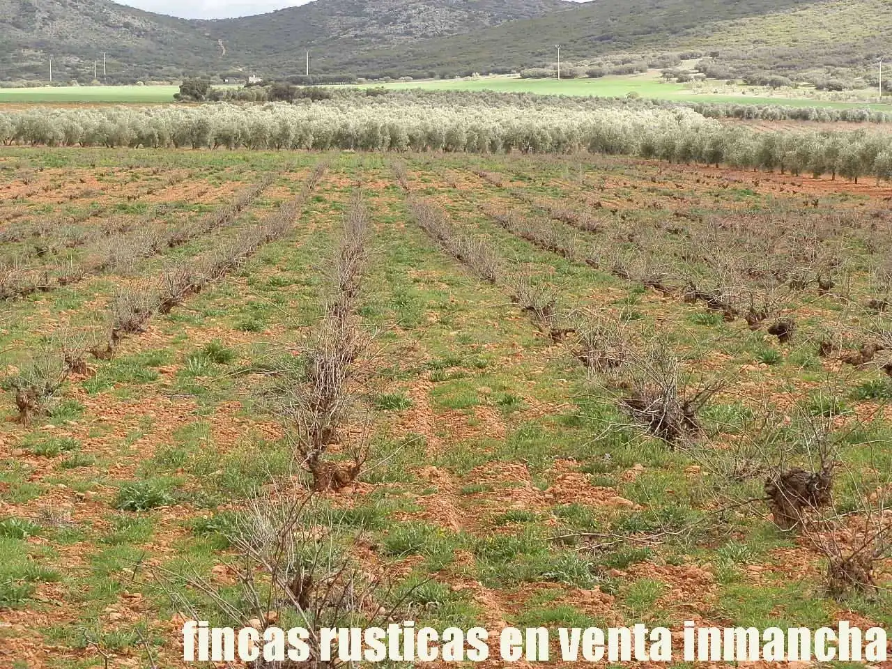 Rural land for sale in Valdepeñas, imagen 2