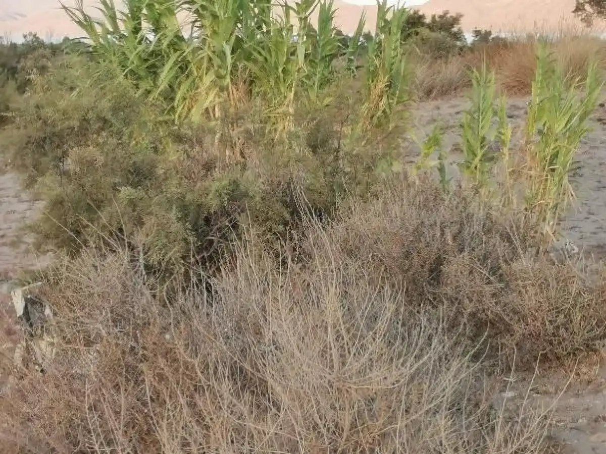 Terreno rustico in vendita a Camino LOS HUERTOS, imagen 51
