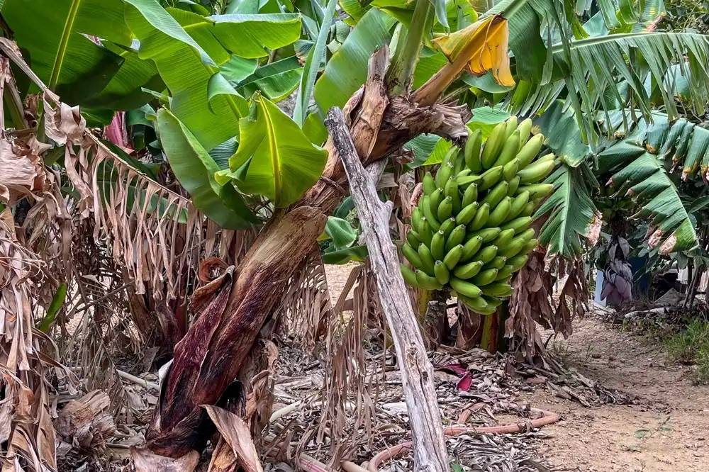 Jardín de Finca rústica en venta en Vallehermoso con Amueblado
