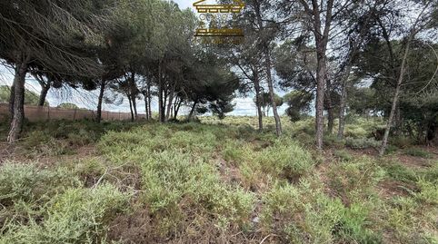 Foto 3 de Terreno en venta en N/a, -1, Almonte ciudad, Almonte