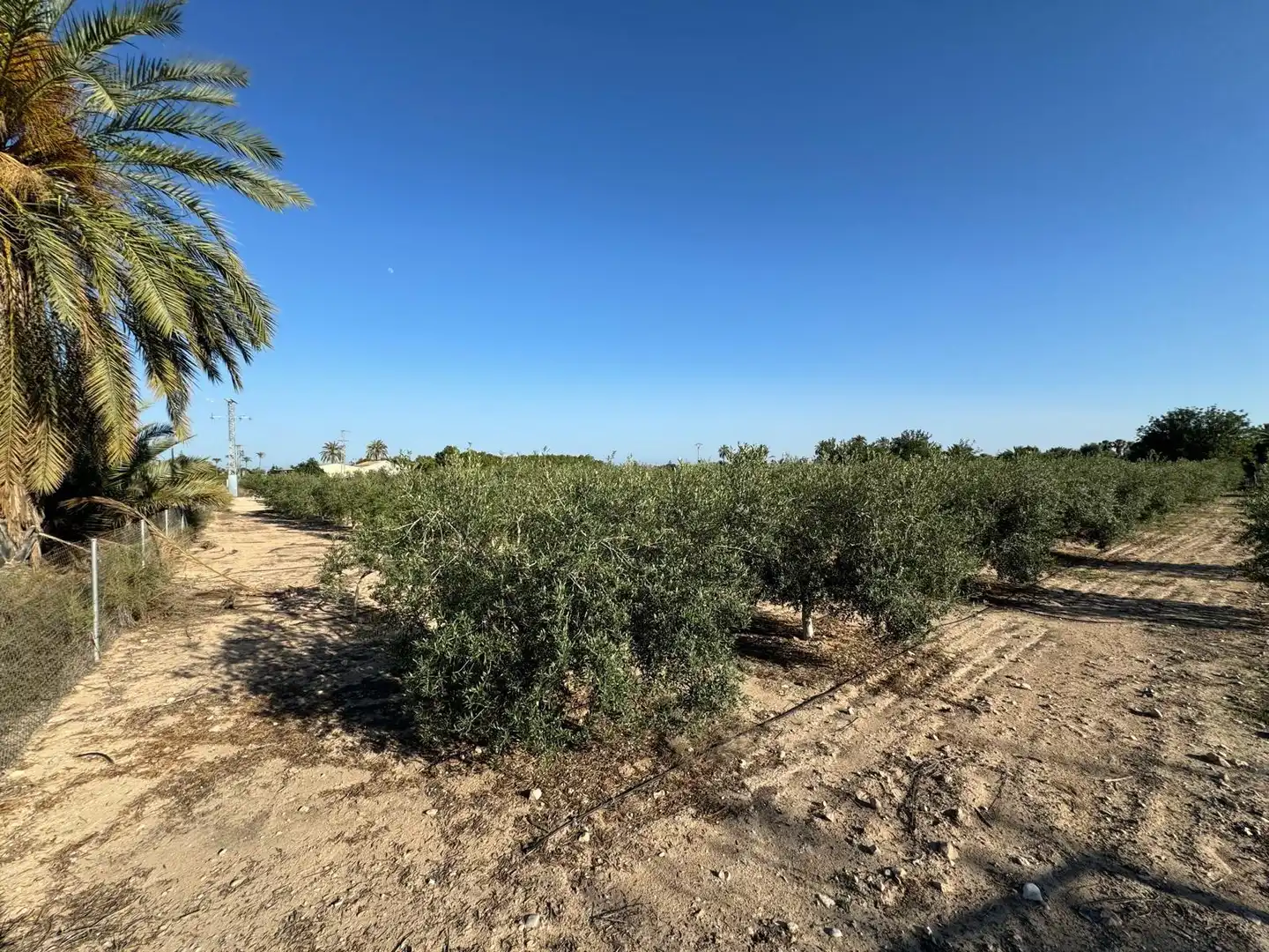 Villa à vendre à Partida Polígono 62 Parcela 80 DAIMES. ELCHE/ELX (ALICANT 62, imagen 43