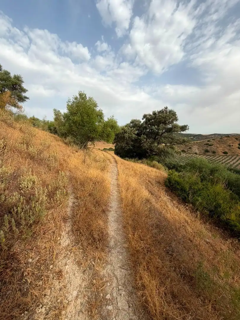 Rural land for sale in Morón de la Frontera, imagen 19
