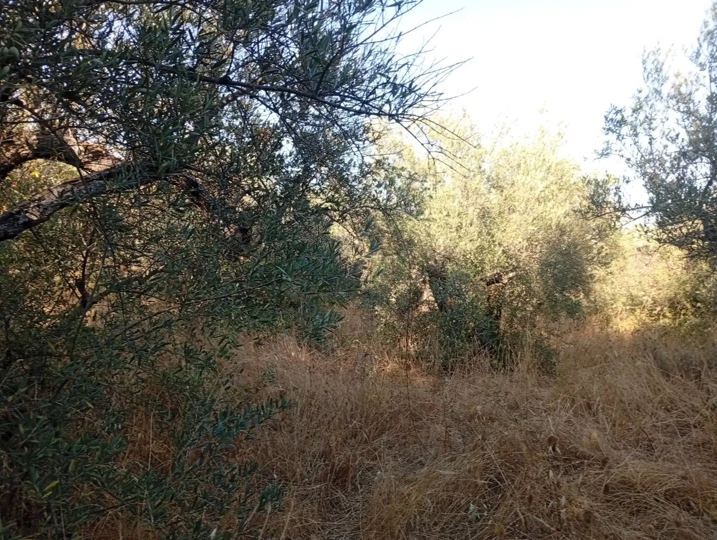 Terreni e lotti in vendita a Villanueva de la Vera, imagen 11