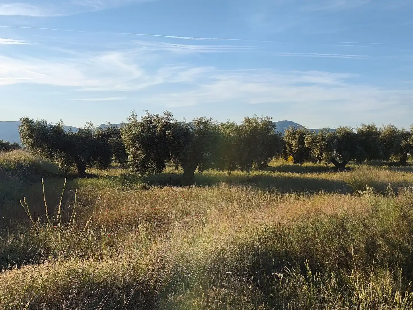 Terreny rústic en venda a Moratalla, imagen 16