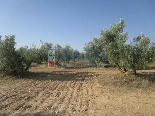 Casa rústica en venda a Valdepeñas, imagen 8