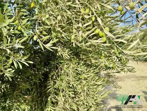 Terreni e lotti in vendita a Calle de la Magdalena