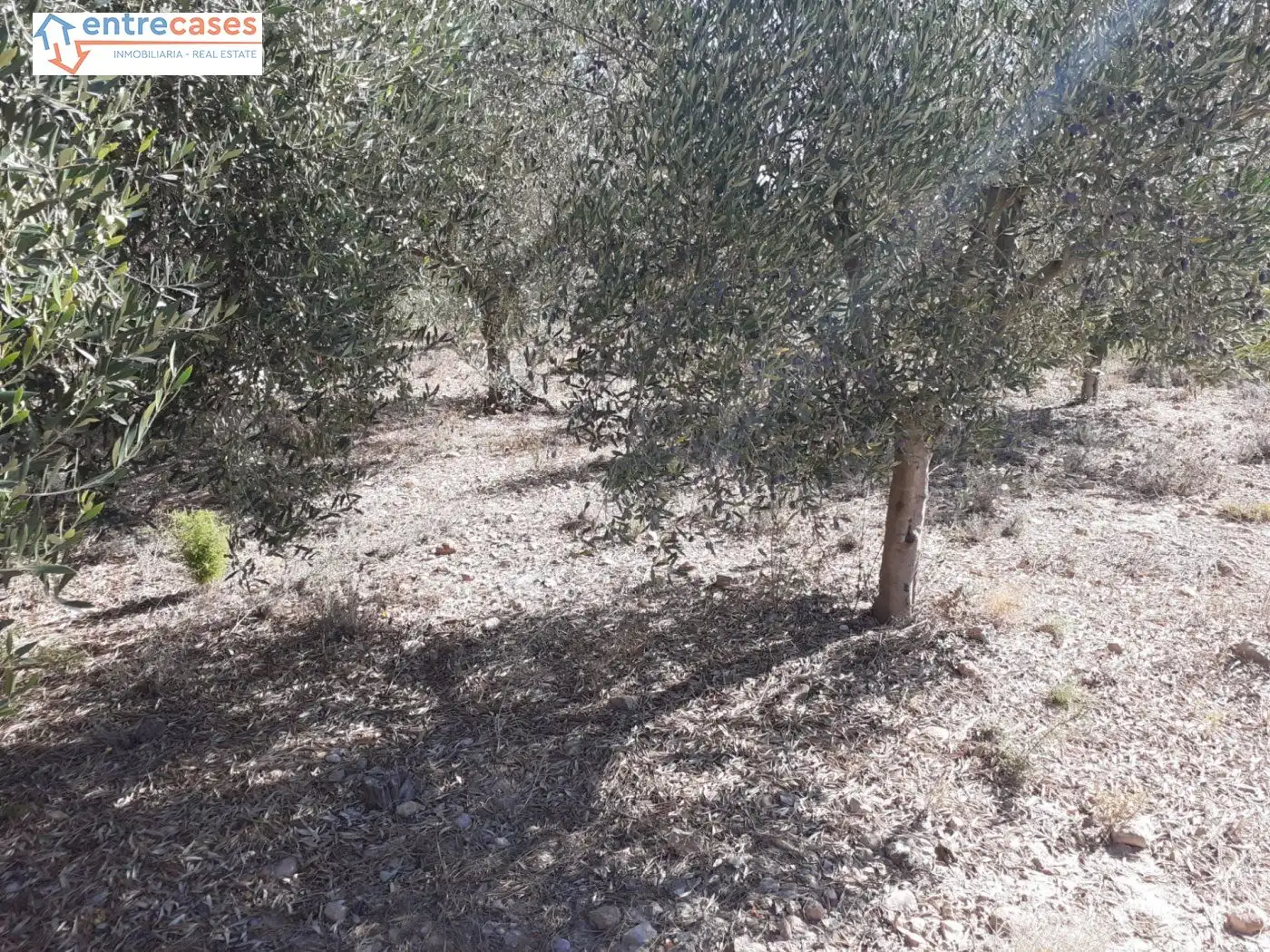 Terreno rustico in vendita a Segorbe, imagen 20