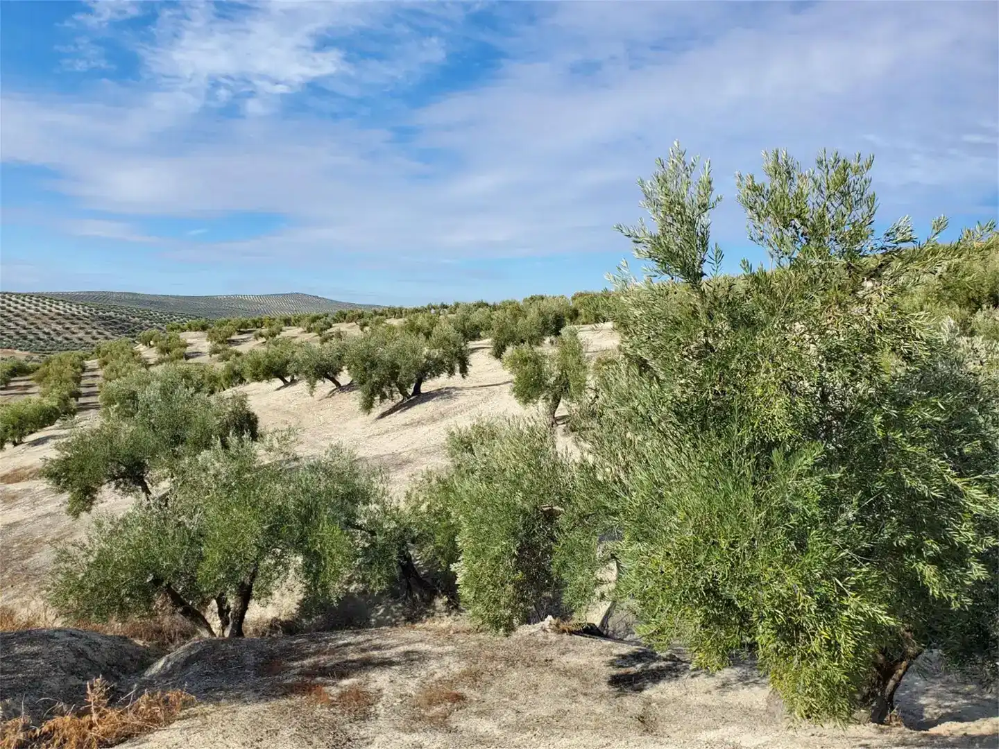 Land for sale in Higuera de Calatrava