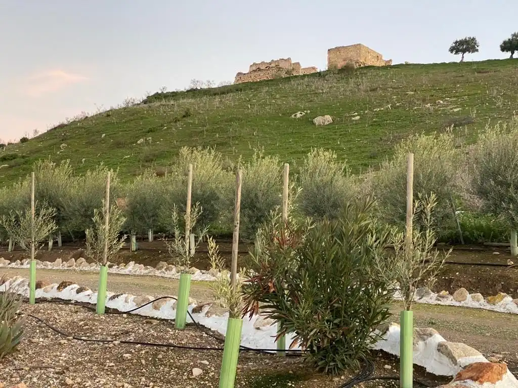 Terreni e lotti in vendita a Osuna, imagen 21