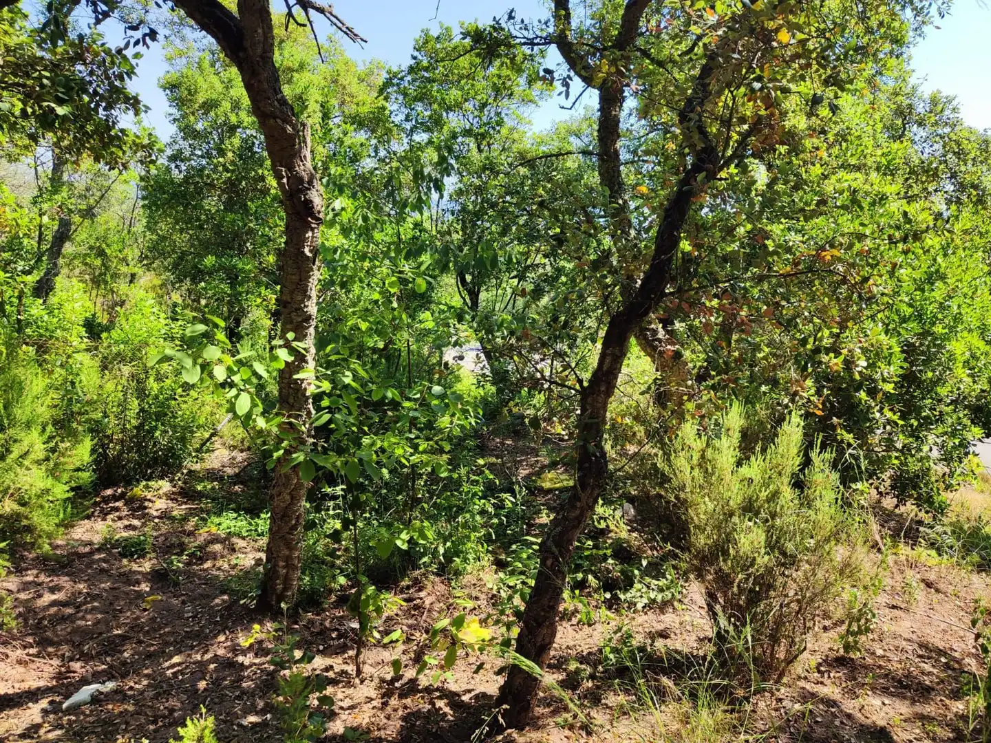 Lands and plots for sale in Llagostera, imagen 15