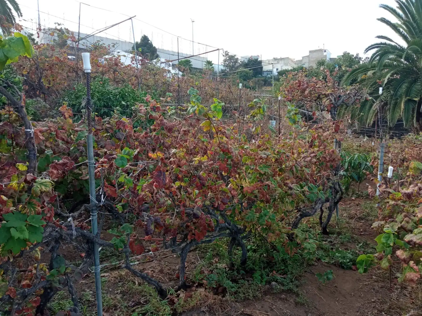 Terreno rustico in vendita a Las Cuevas - Los Gómez, imagen 18