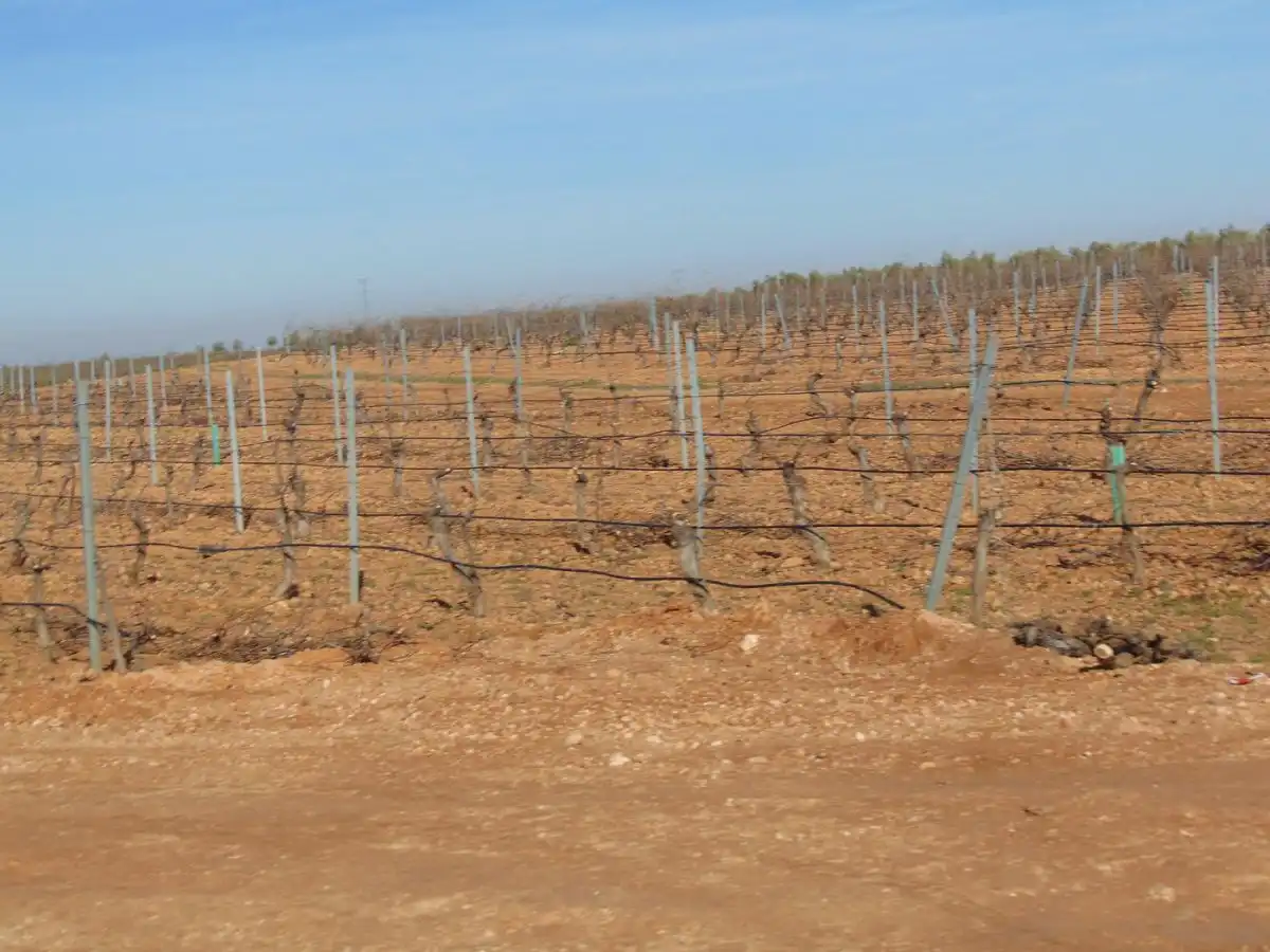 Rural land for sale in Valdepeñas, imagen 31