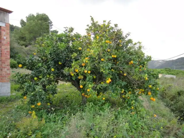 Garden of Land for sale in Sagra