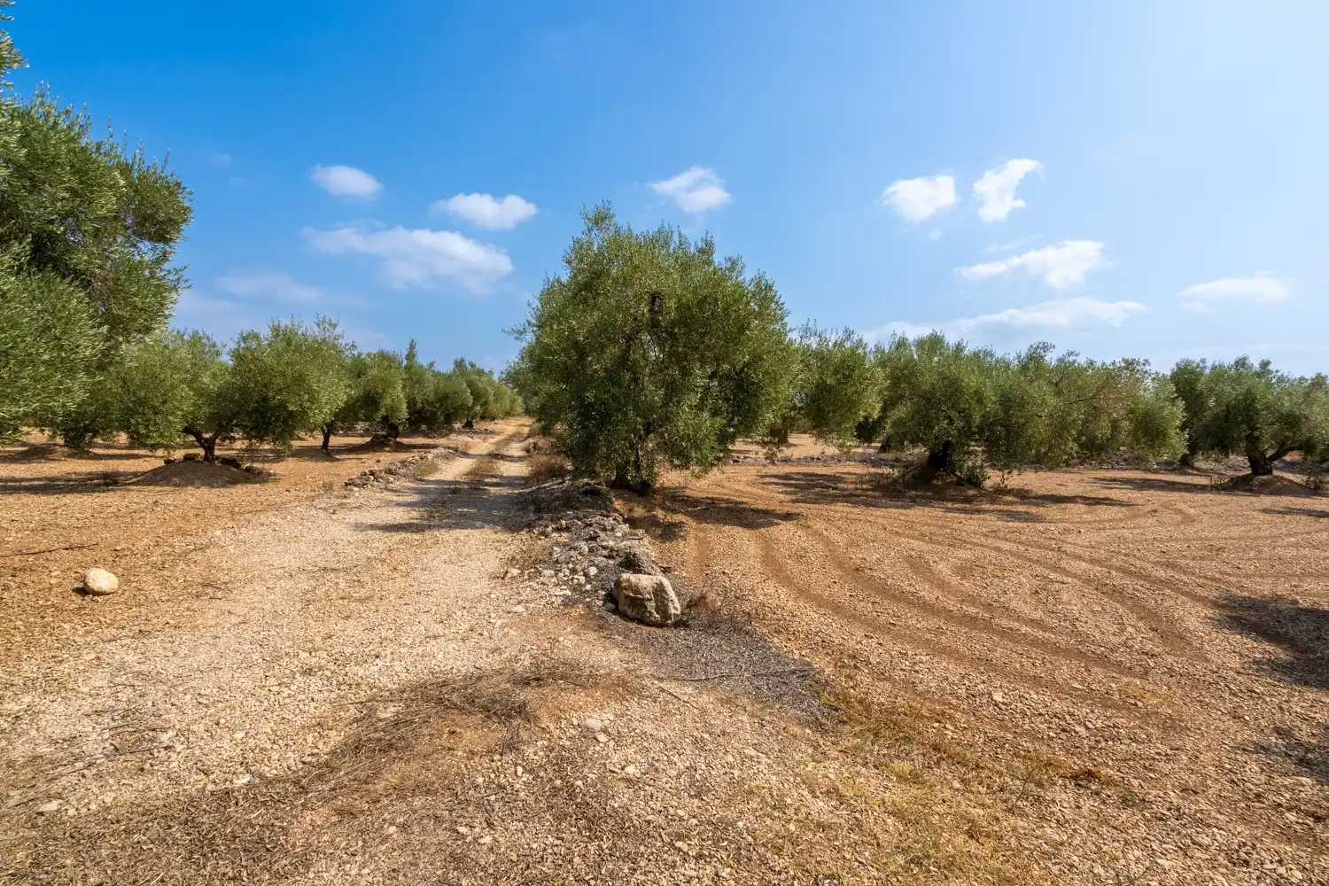 Rustikales Grundstück zum Verkauf in Ulldecona, imagen 7
