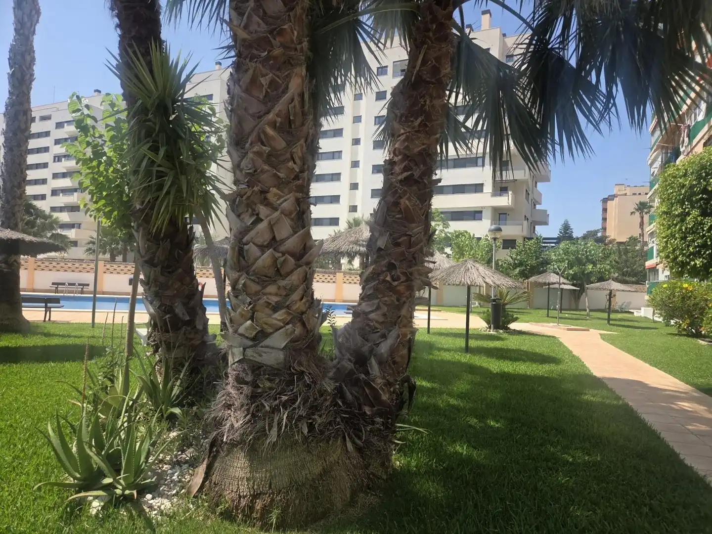 Swimming pool of Study for rent in Alicante / Alacant  with Heating, Terrace and Furnished
