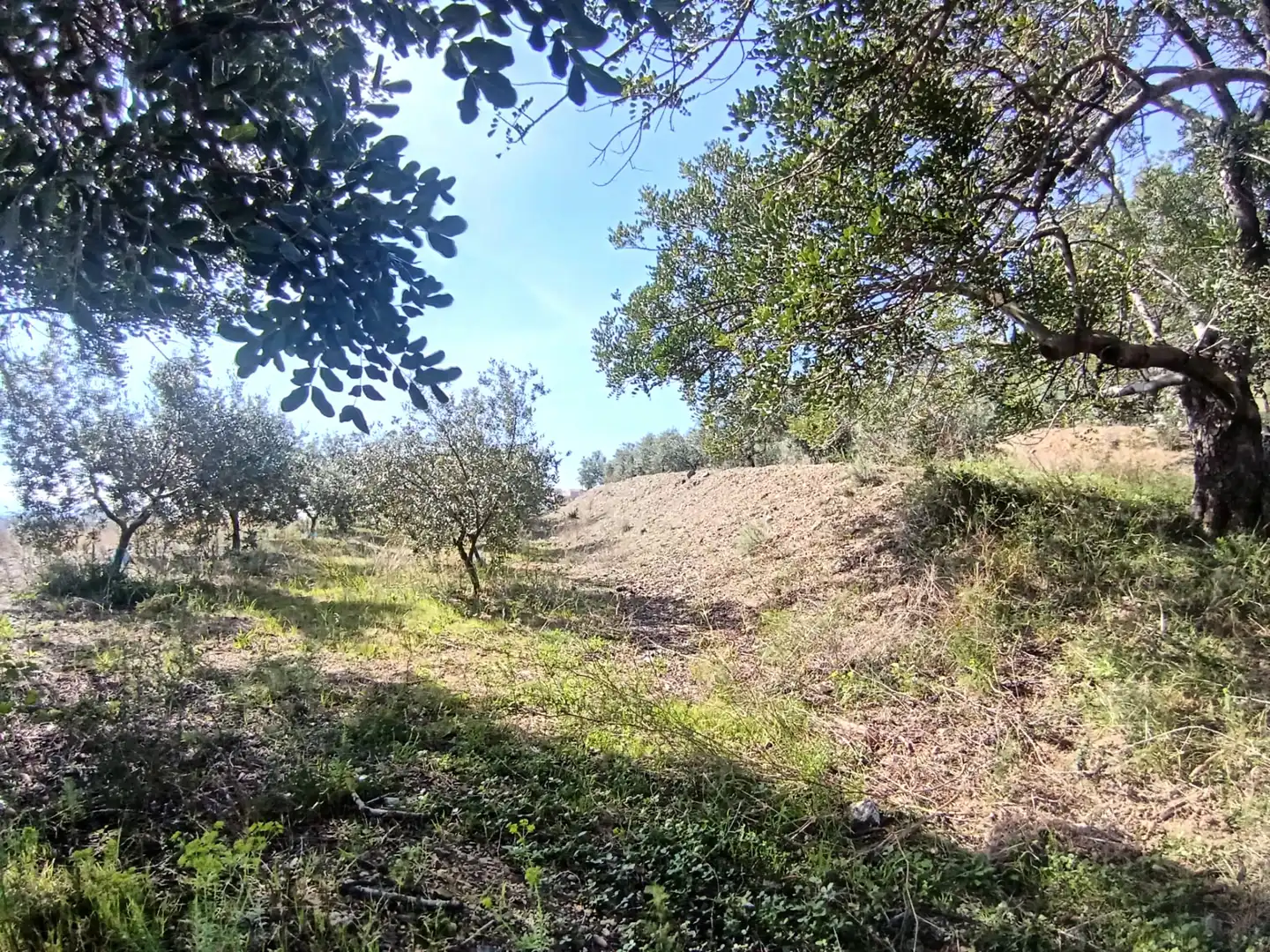 Terrain rustique à vendre à La Selva del Camp, imagen 18