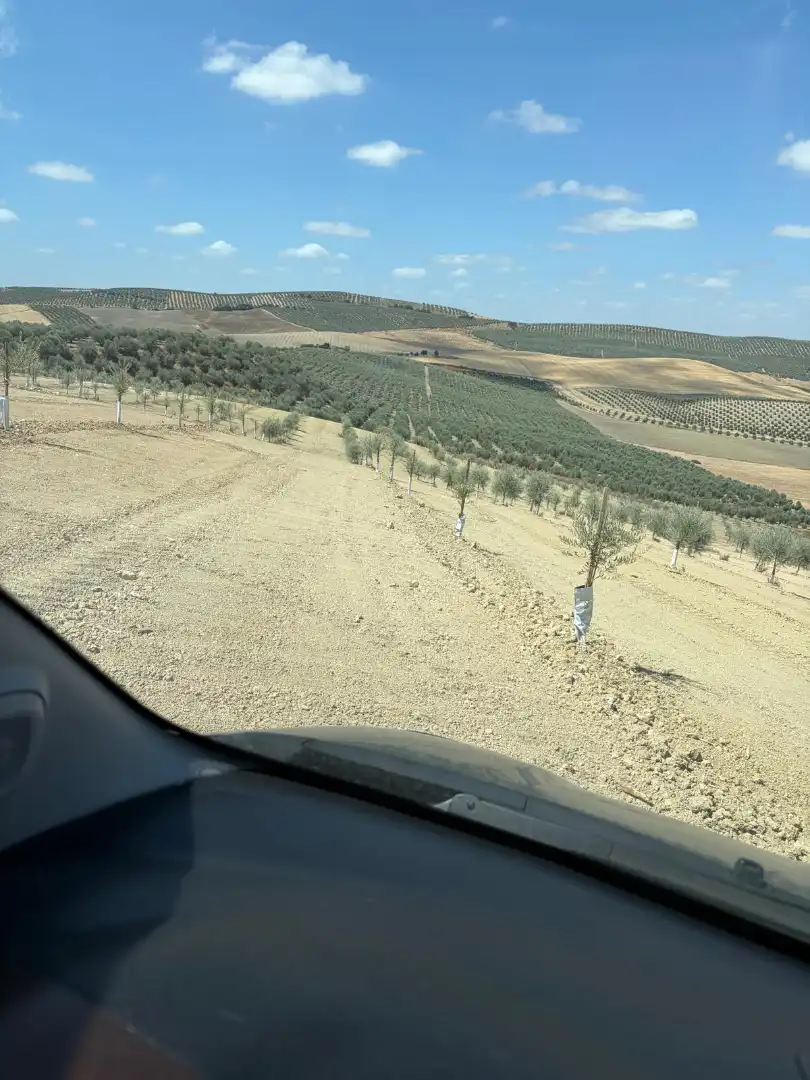 Terreno rustico in vendita a Montilla