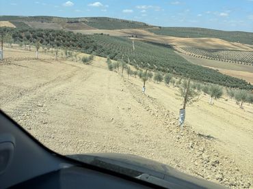 Terreno rustico in vendita a Montilla