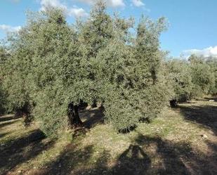 Jardí de Finca rústica en venda en Cuevas Bajas