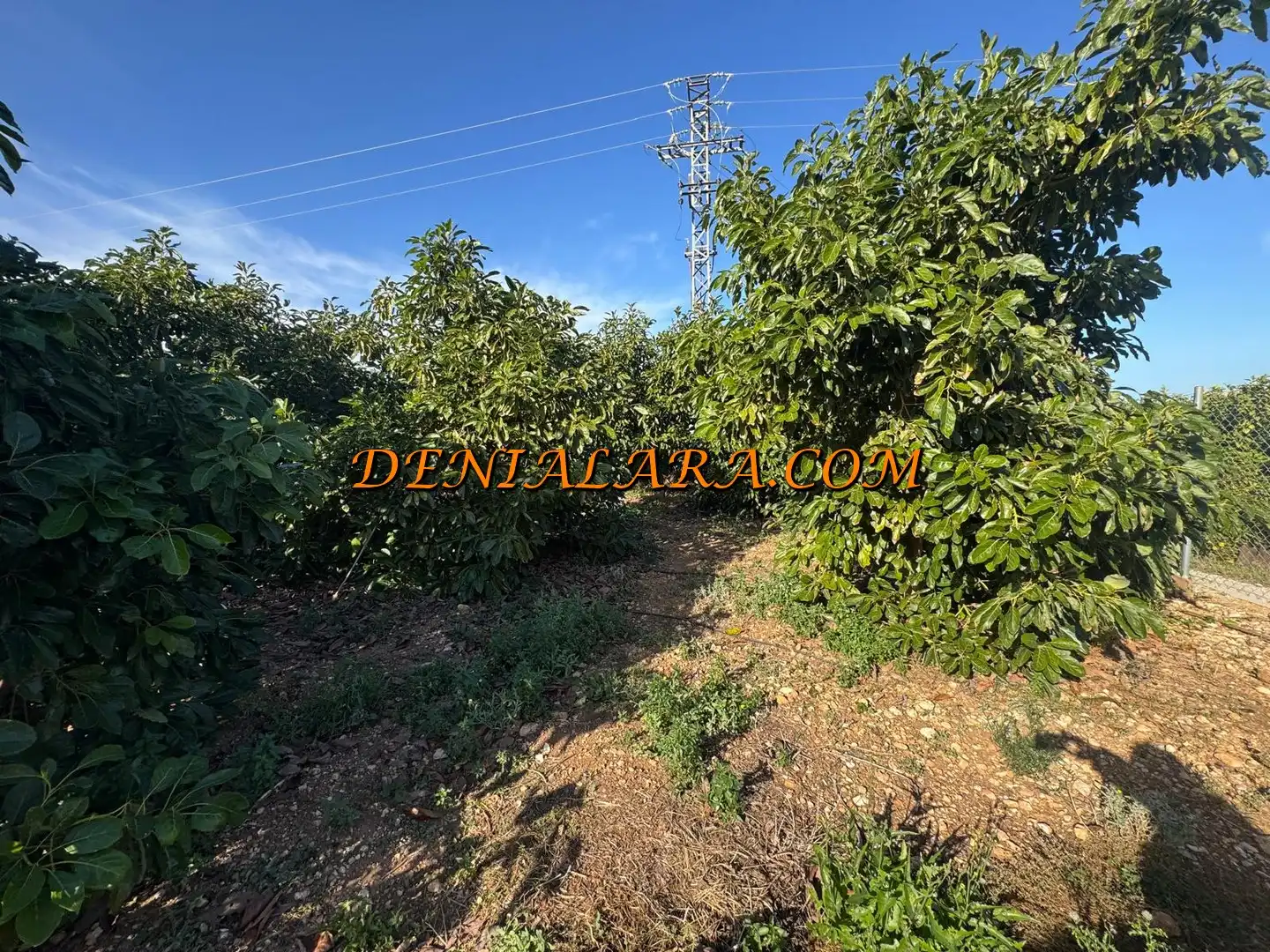 Rural land for sale in Pego, imagen 3