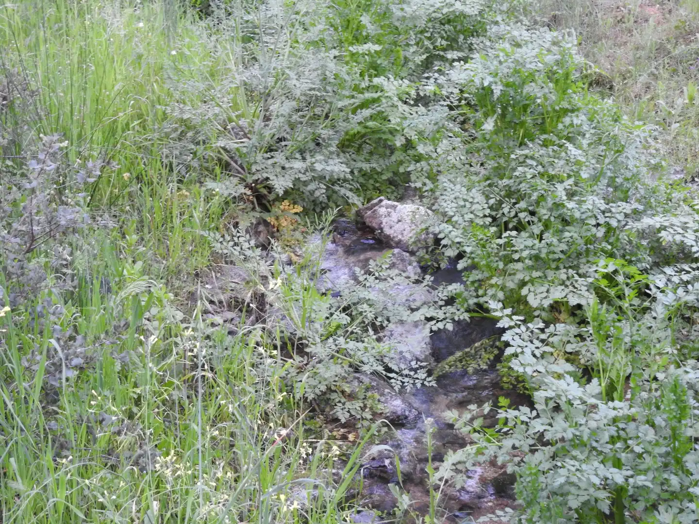 Garden of Land for sale in Cervera de los Montes