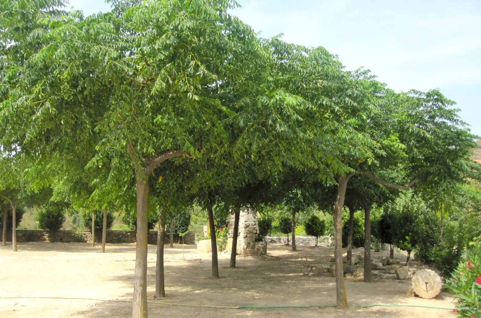 Terreno rústico en venta en Vallbona de Les Monges, imagen 17