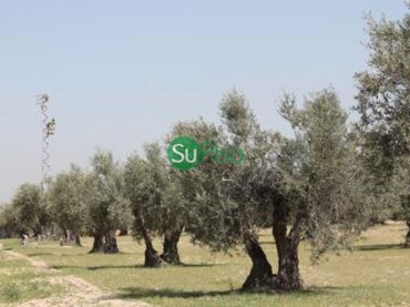 Rustikales Grundstück zum Verkauf in Yeles