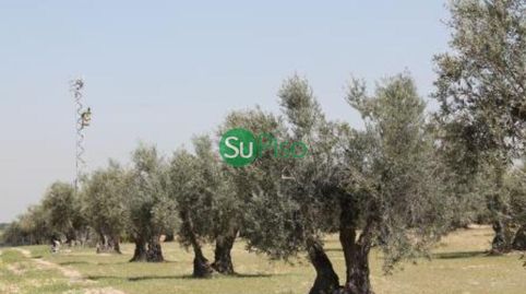 OLIVAR EN VENTA EN YELES
