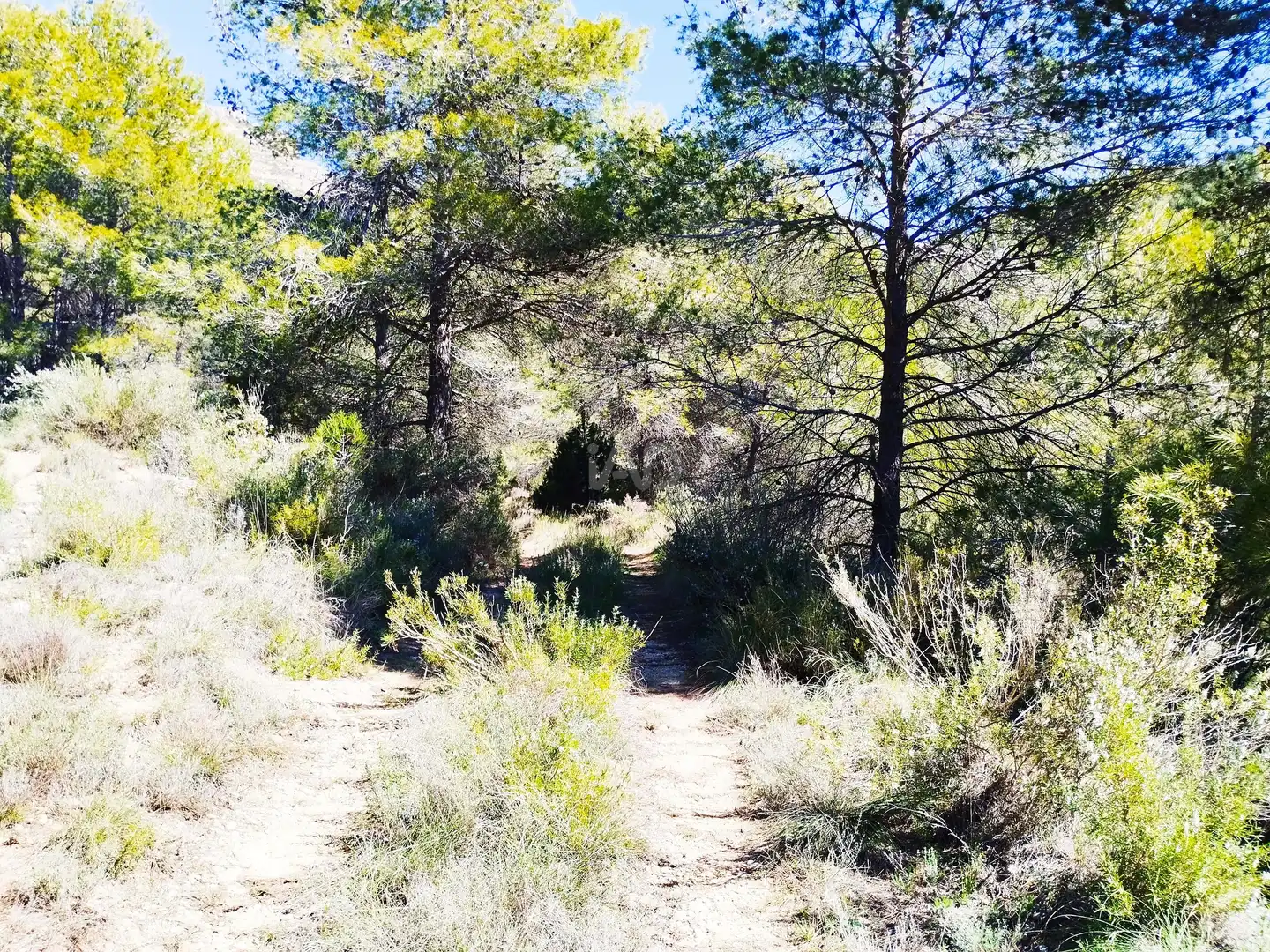 Terreno en venta en La Morera de Montsant
