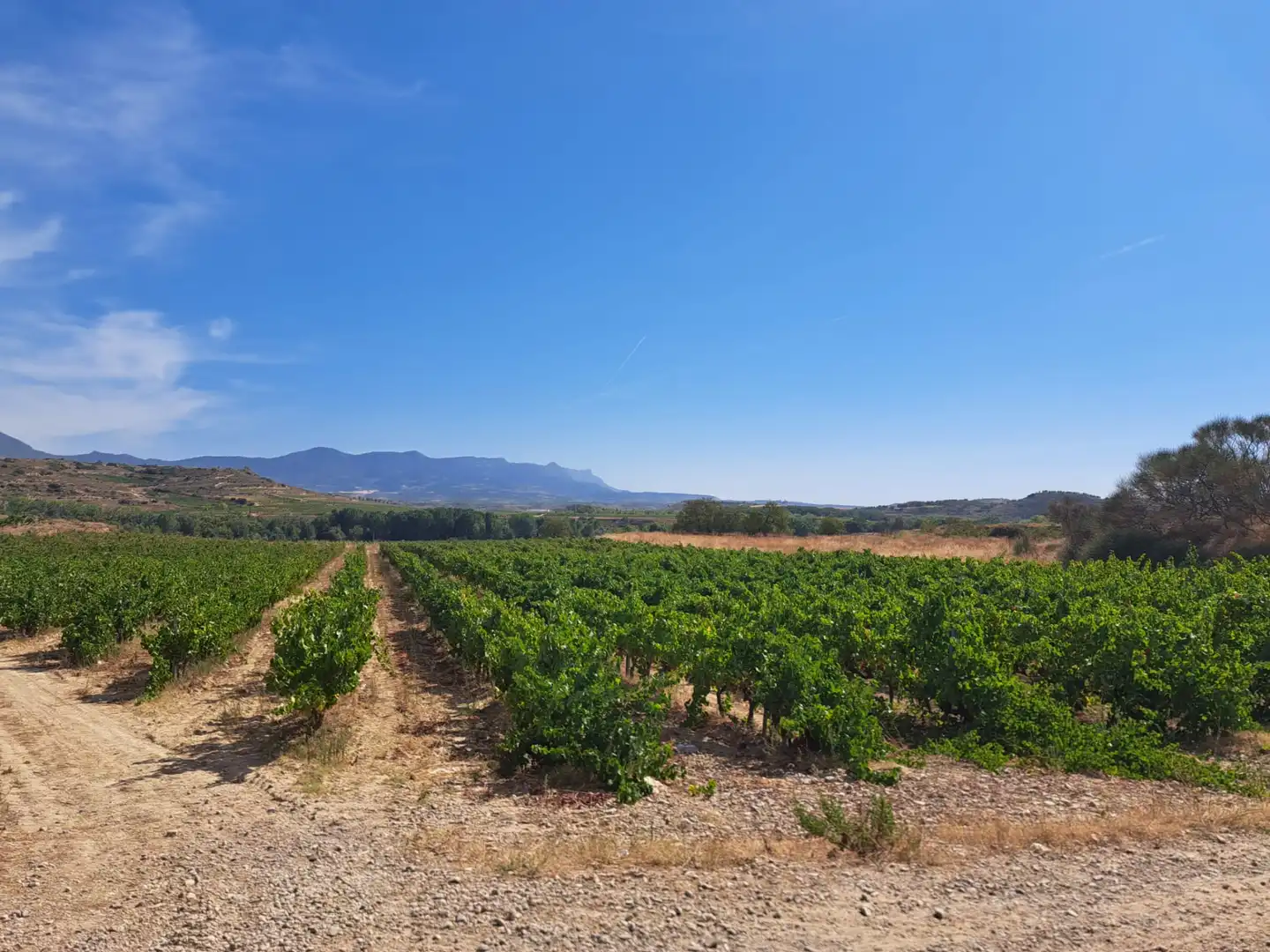 Rural land for sale in Calle Fresnos