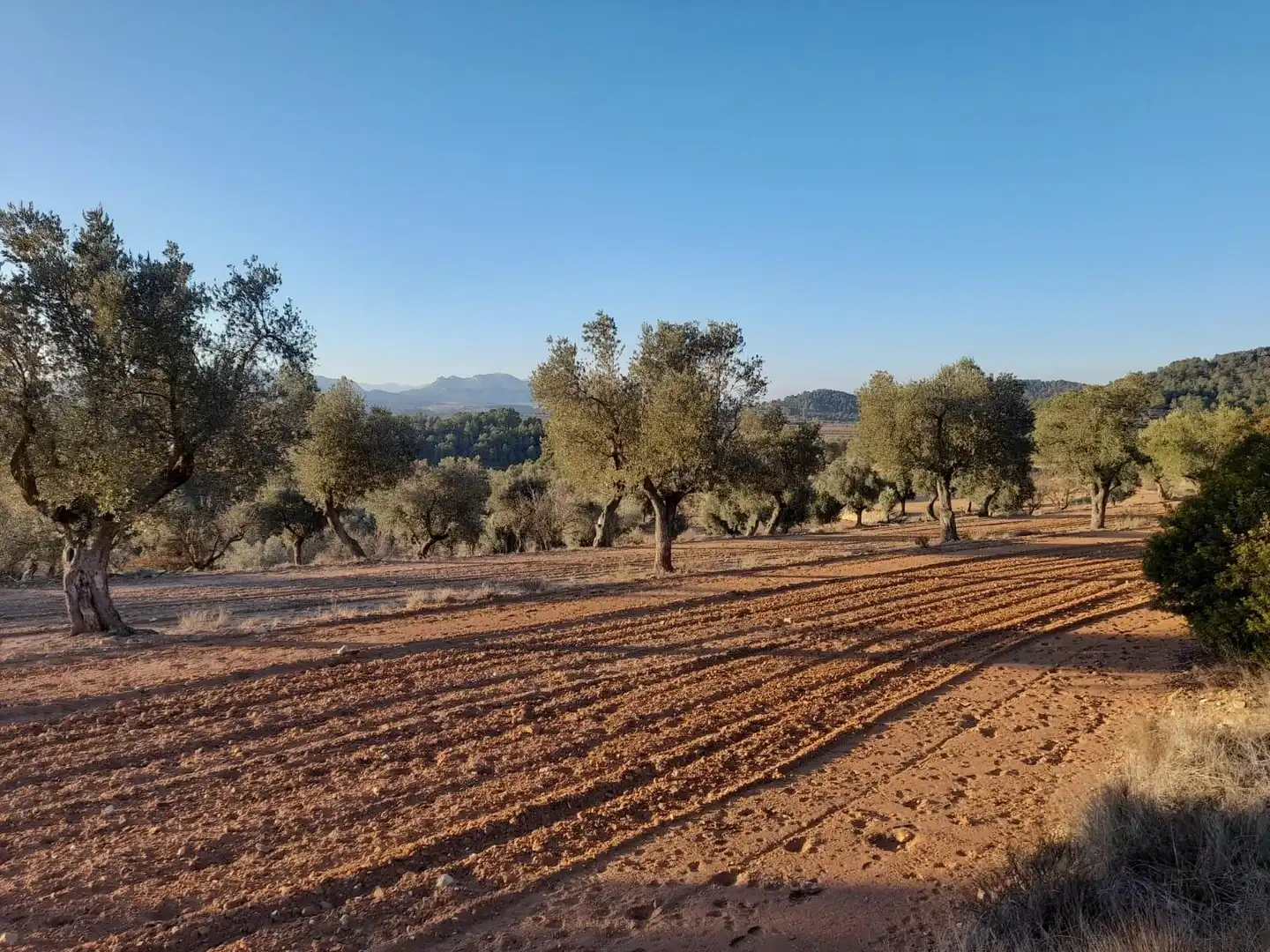 Terreno rústico en venta en Corbera d'Ebre, imagen 26