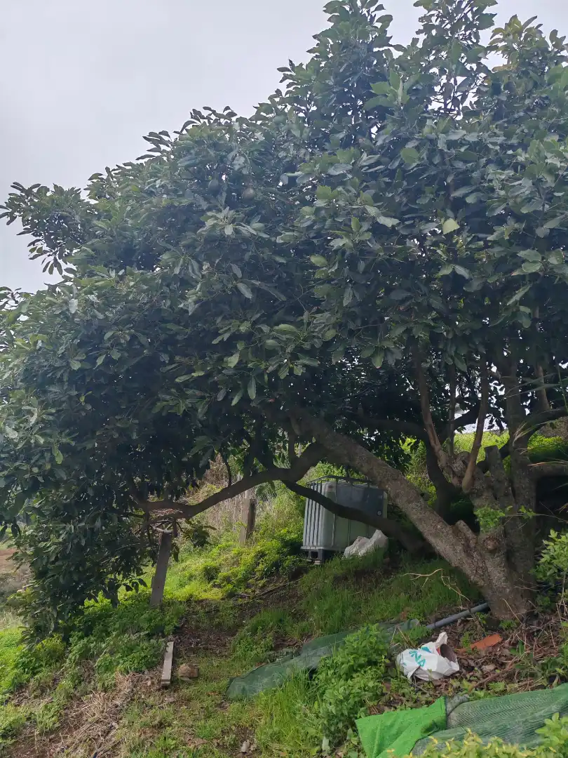 Jardín de Finca rústica en venta en Santa María de Guía de Gran Canaria con Amueblado
