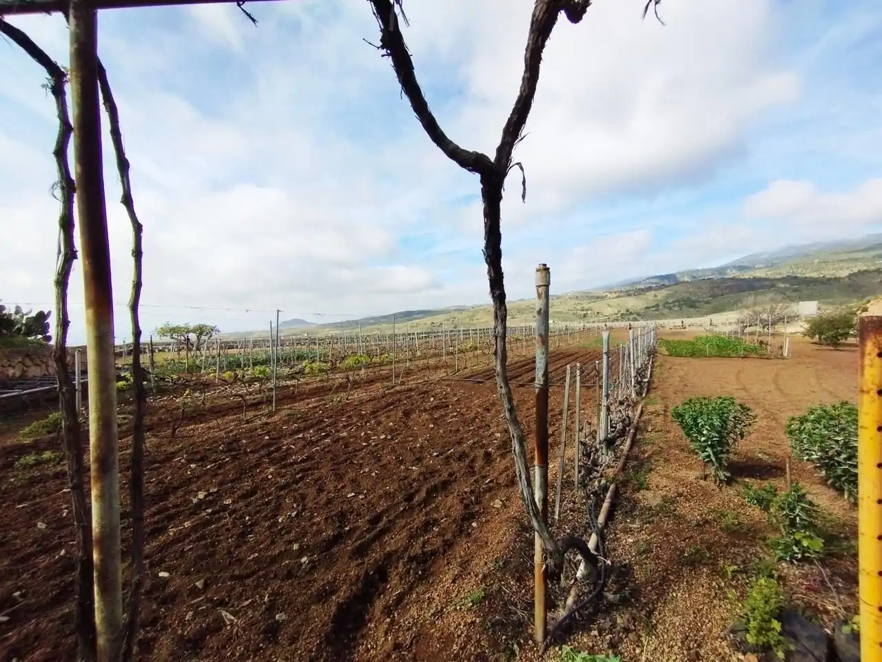 Terreno rustico in vendita a Arico, imagen 2