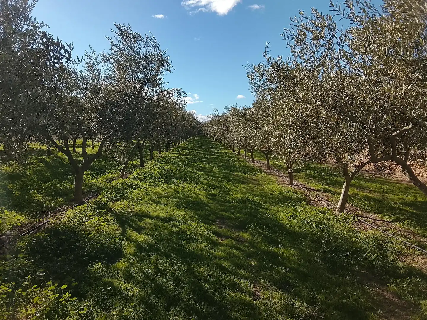 Terreno rustico in vendita a Polígono 7, imagen 9