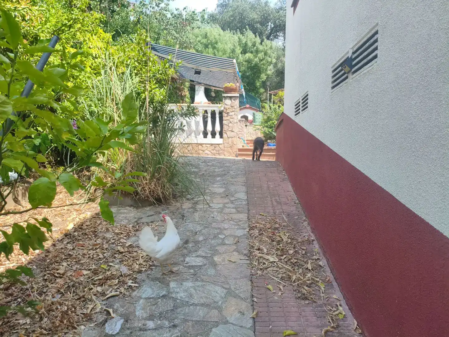 Jardí de Casa o xalet en venda en Maçanet de la Selva amb Piscina i Balcó