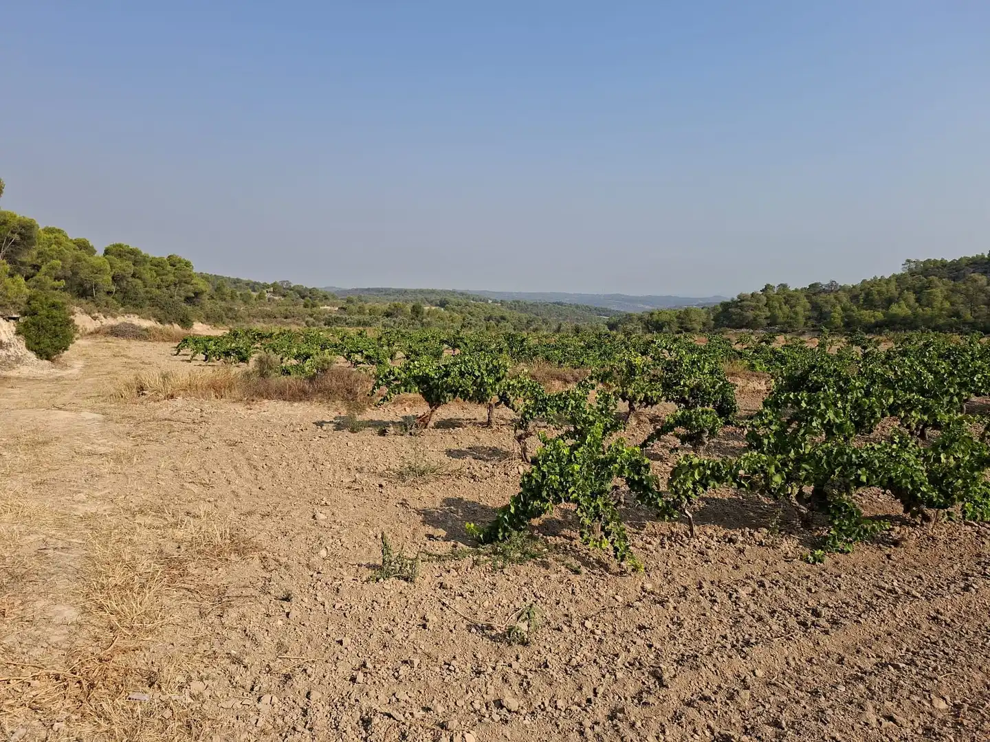 Terreno en venta en Nonaspe