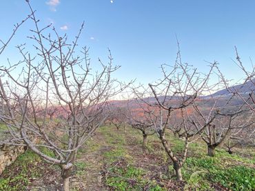 Terreno rustico in vendita a El Torno