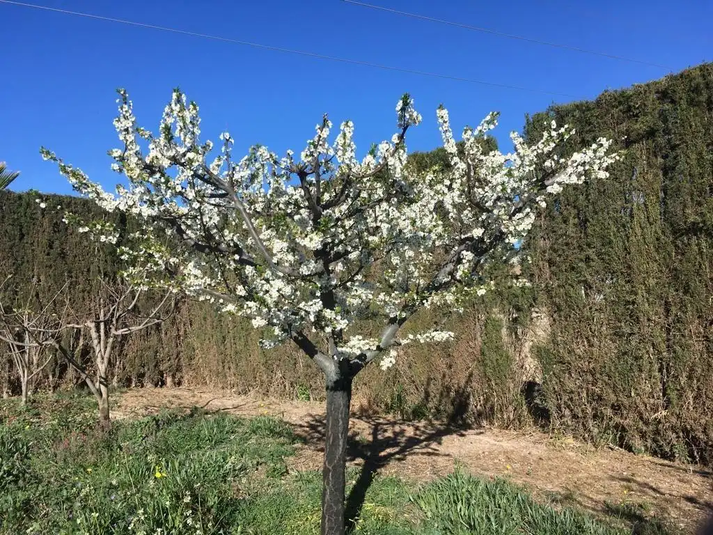 Jardín de Casa o chalet en venta en Lorca con Jardín privado, Terraza y Trastero
