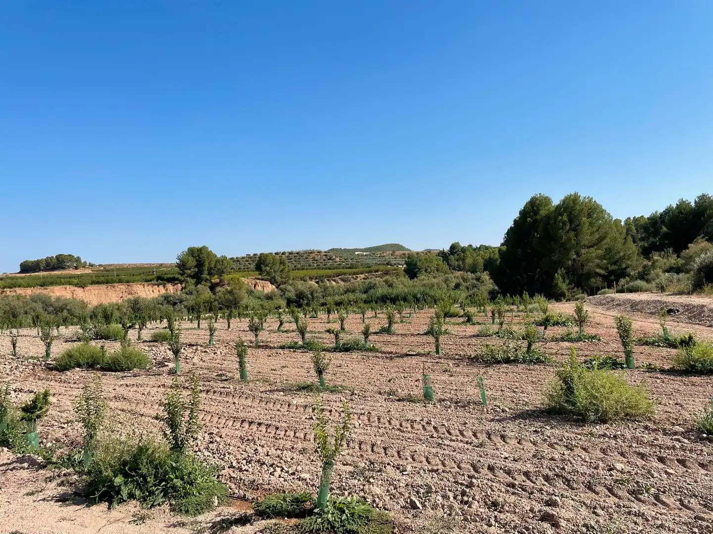 Terreno rustico in vendita a Cehegín, imagen 21