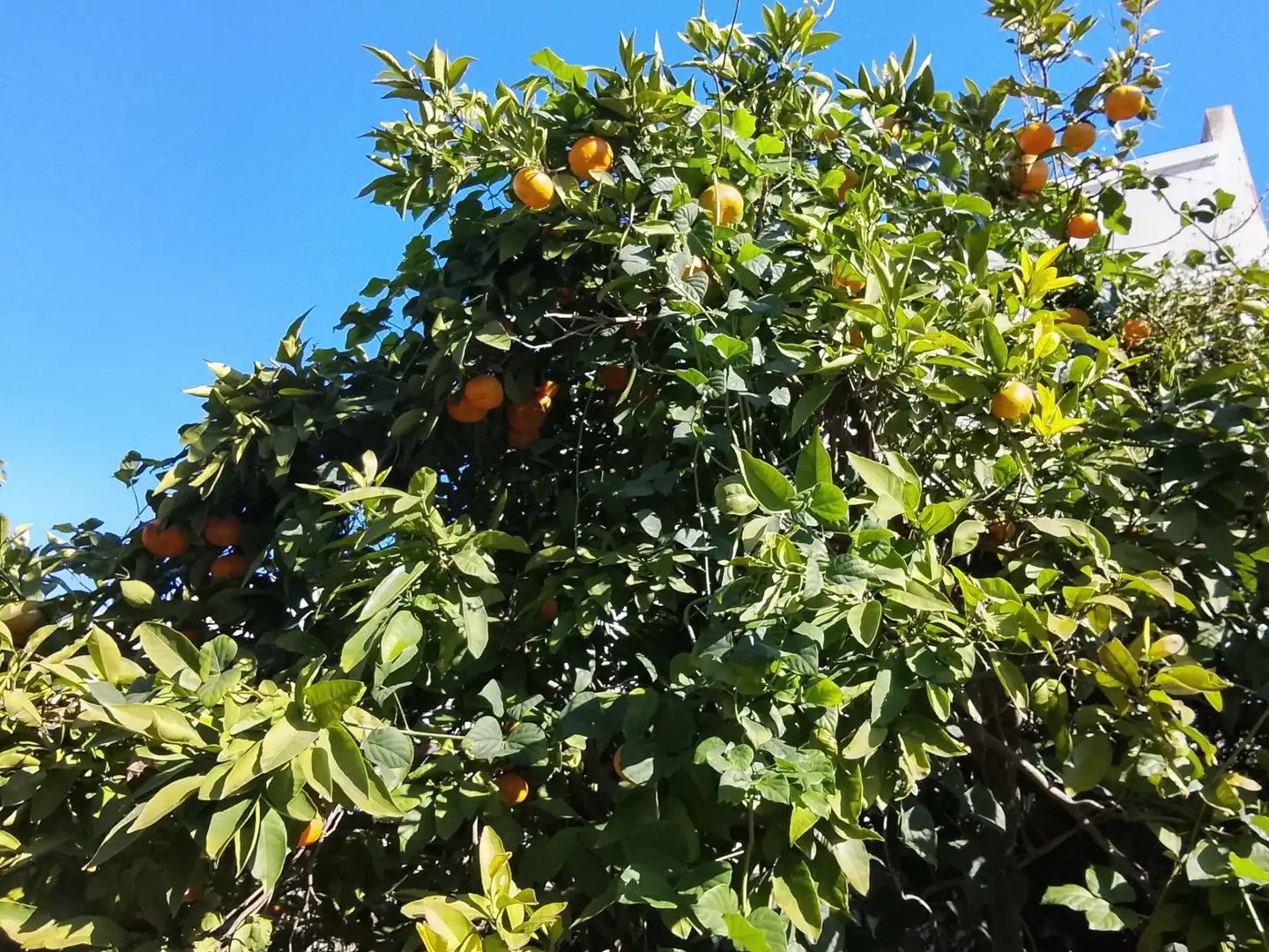 Garden of Houses for sale in Bormujos  with Air Conditioner, Heating and Private garden