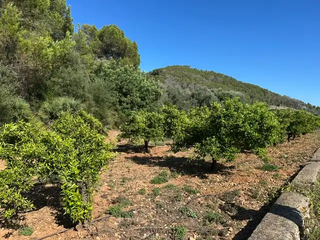 Terrain rustique à vendre à Partida Blanquisal, imagen 10